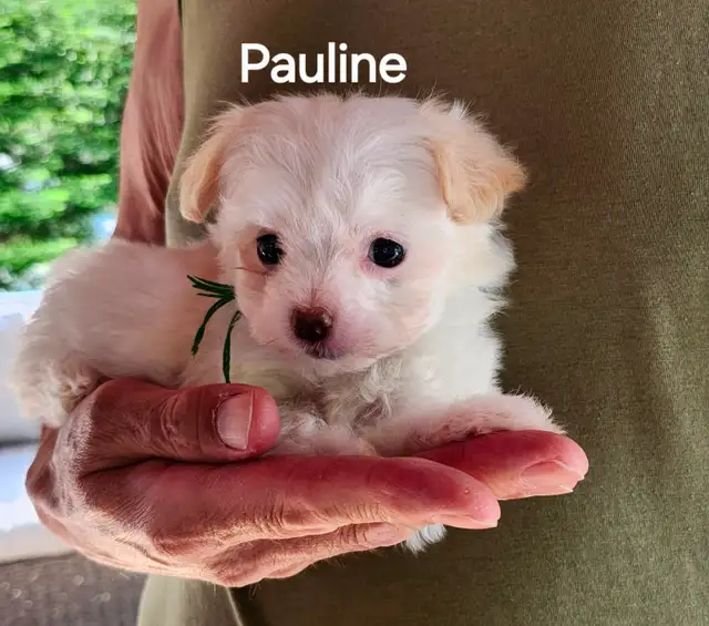 CHIOT MALTIPOO