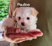 CHIOT MALTIPOO