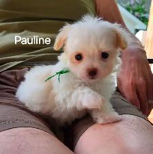 CHIOT MALTIPOO - Photo 2