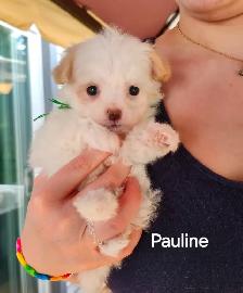 CHIOT MALTIPOO - Photo 3