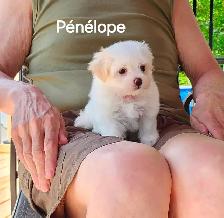 CHIOT MALTIPOO - Photo 4