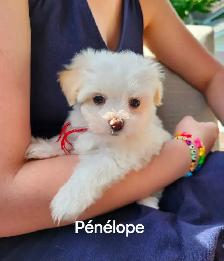 CHIOT MALTIPOO - Photo 5