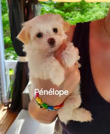 CHIOT MALTIPOO - Photo 6