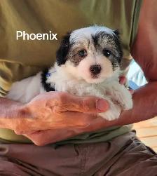 CHIOT MALTIPOO - Photo 7