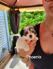 CHIOT MALTIPOO - Photo 8