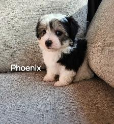 CHIOT MALTIPOO - Photo 9