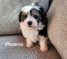 CHIOT MALTIPOO - Photo 10