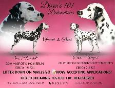 Dalmatian Puppies | CKC Registered