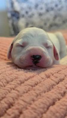 Dalmatian Puppies | CKC Registered - Photo 2