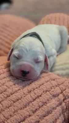 Dalmatian Puppies | CKC Registered - Photo 3