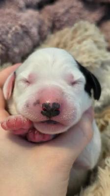 Dalmatian Puppies | CKC Registered - Photo 4