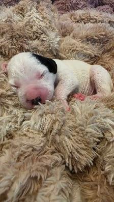 Dalmatian Puppies | CKC Registered - Photo 5