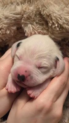 Dalmatian Puppies | CKC Registered - Photo 6