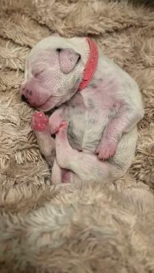 Dalmatian Puppies | CKC Registered - Photo 7