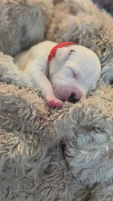 Dalmatian Puppies | CKC Registered - Photo 8