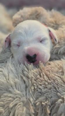 Dalmatian Puppies | CKC Registered - Photo 9