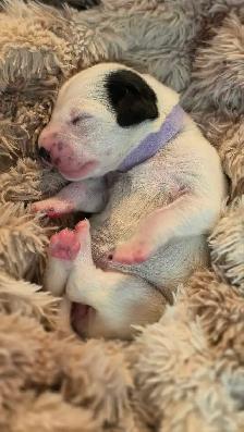 Dalmatian Puppies | CKC Registered - Photo 10