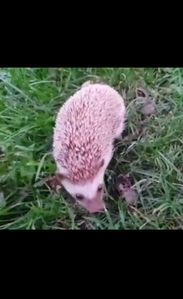 ♥Pixie♥ Adult female hedgehog!!