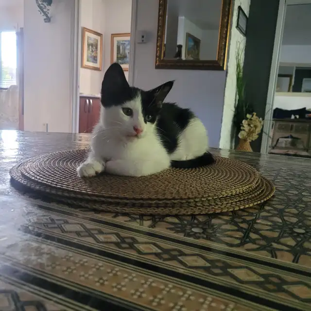 Chattons affectueux