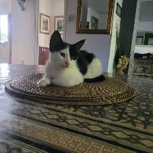 Chattons affectueux