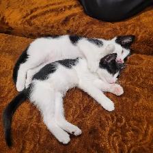 Chattons affectueux - Photo 2