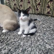 Chattons affectueux - Photo 6