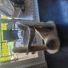 Chattons affectueux - Photo 7