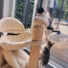 Chattons affectueux - Photo 8