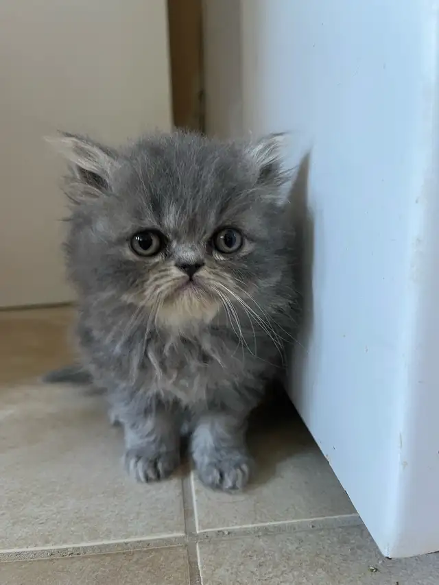 chatons persan