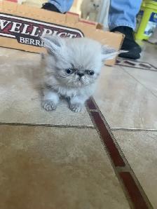 chatons persan - Photo 2