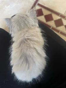 chatons persan - Photo 3