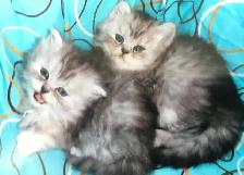 chatons persan - Photo 5