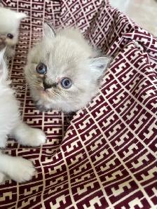 chatons persan - Photo 6