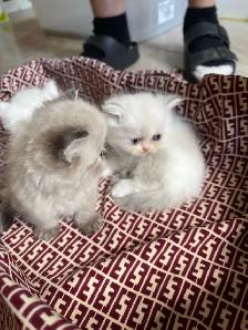 chatons persan - Photo 7