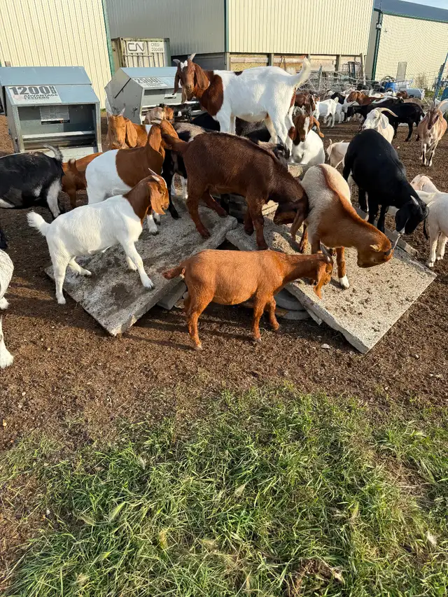 FEMALE GOATS LOOKING FOR NEW PASTURE