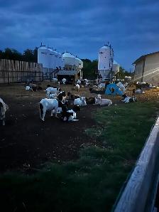 FEMALE GOATS LOOKING FOR NEW PASTURE - Photo 2