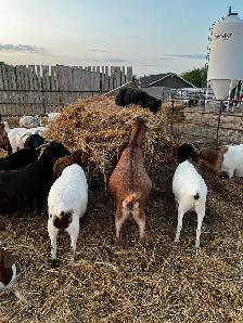 FEMALE GOATS LOOKING FOR NEW PASTURE - Photo 3