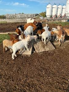 FEMALE GOATS LOOKING FOR NEW PASTURE - Photo 4
