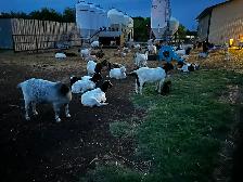 FEMALE GOATS LOOKING FOR NEW PASTURE - Photo 5