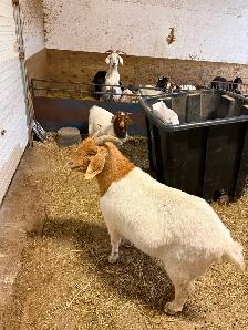 FEMALE GOATS LOOKING FOR NEW PASTURE - Photo 6