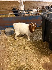 FEMALE GOATS LOOKING FOR NEW PASTURE - Photo 7
