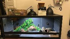 Reptile terrarium fully equipped