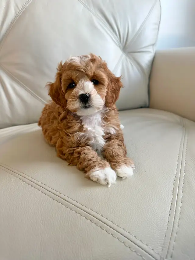 Miniature Cockapoo Puppies