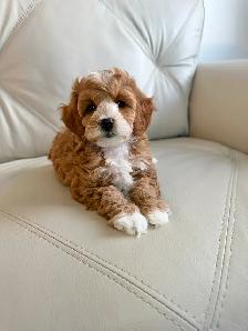 Miniature Cockapoo Puppies