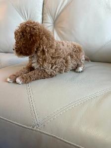Miniature Cockapoo Puppies - Photo 2