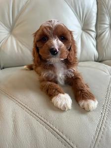 Miniature Cockapoo Puppies - Photo 3