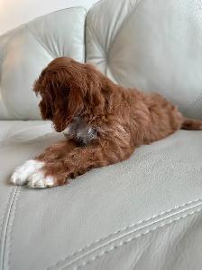 Miniature Cockapoo Puppies - Photo 4