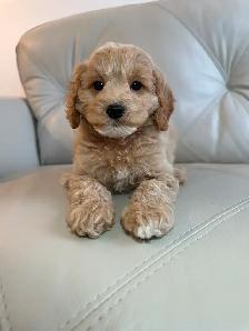 Miniature Cockapoo Puppies - Photo 5