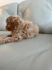 Miniature Cockapoo Puppies - Photo 6