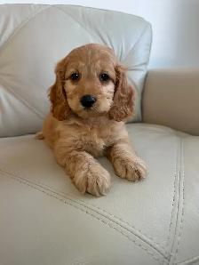 Miniature Cockapoo Puppies - Photo 7